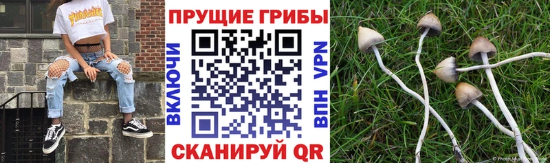 Галлюциногенные грибы MAGIC MUSHROOMS  Тверь 